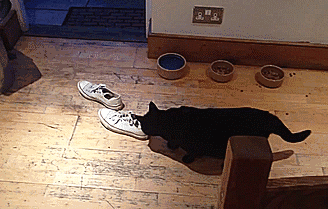 328_209gif 动态图 动图